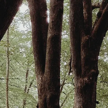 The Woodland Lodge Gisselfeld, 哈斯莱乌 — 照片 5