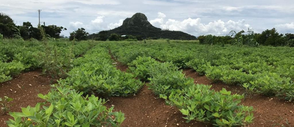 ロハス伊江島, Иэ — фото 1