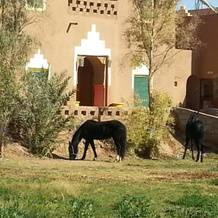 Hostel jnane dar diafa is in the center of tamegrouteface of the bibiotheque, Tamgroute — photo 5