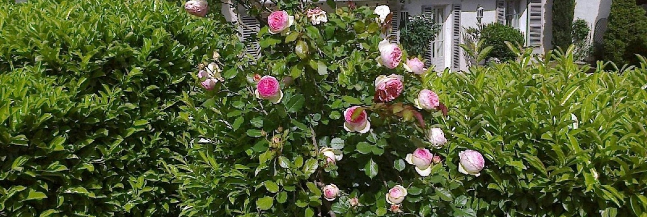 La Maison Epellius, 科洛尼欧蒙多尔 — 照片 1