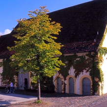 Markgräflich Badischer Gasthof Schwanen, 塞勒姆 — 照片 5