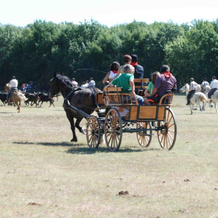 La Nanou'che (roulotte en Camargue), 勒卡亚尔 — 照片 4