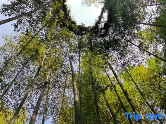 Zizai Pingjiang Wild Luxury Resort, 岳阳 — 照片 1