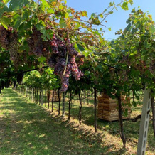 Casa Rosetta Valpolicella, 圣安布罗焦迪瓦尔波利切拉 — 照片 3
