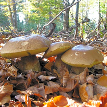 Bukowinka, 雷马努夫 — 照片 4