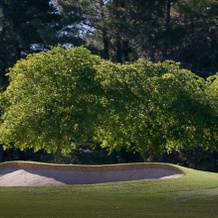 Yowani Country Club, Lyneham — photo 5