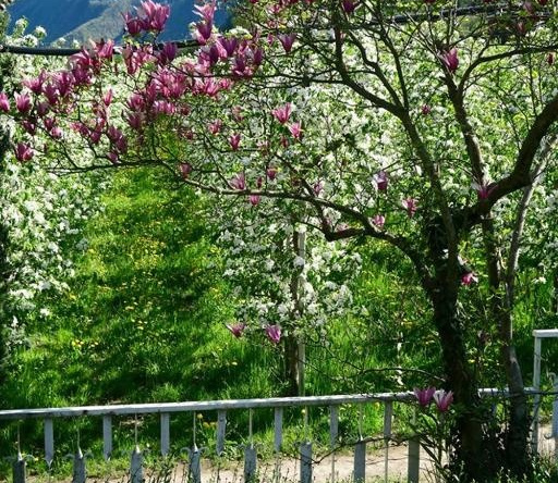 Hotel Burgleitenhof, 拉纳 — 照片 1
