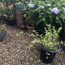 Ponderosa Cottage Lisburn Free Gated Parking M1 & City All Close By, Лисберн — фото 4