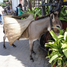 Subira House, Lamu — photo 5
