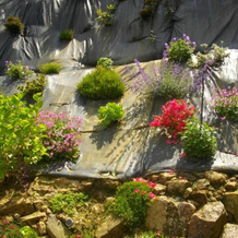 Les Hortensias, Roz-sur-Couesnon — photo 4