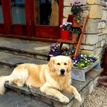 The Old Stables Bed & Breakfast, Shepton Mallet — photo 4