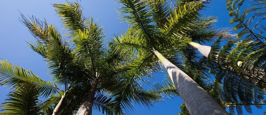 Jacaranda Villa Coffs Harbour, 科罗尔 — 照片 1