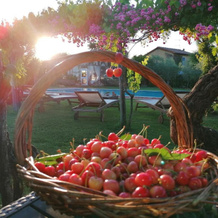 Podere Piandarca, 泰拉诺瓦布拉乔利尼 — 照片 4