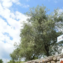 Casa Vacanze Cascina Pio IX, 埃尔布斯科 — 照片 4