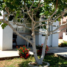Apartments Branko, 滨海圣彼得 — 照片 3