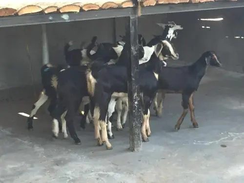 Sneha Farm House, 阿龙达 — 照片 1