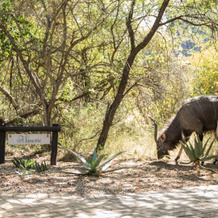 The River Lodge at Thornybush, 廷巴瓦蒂 — 照片 4