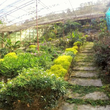 Karimun Butterfly Park, Джепара — фото 5