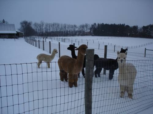 Four Points Alpacas B&B, Марс — фото 1