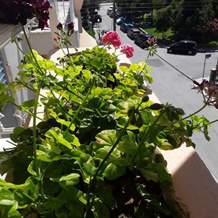 Ikaros Apartments, 帕拉利亚 — 照片 5