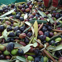 Agriturismo Il Caggio, 索维奇莱 — 照片 4