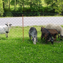 Schattaugut, Eben im Pongau — photo 5