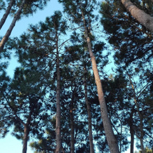 La Pedrera, Pinamar — photo 5