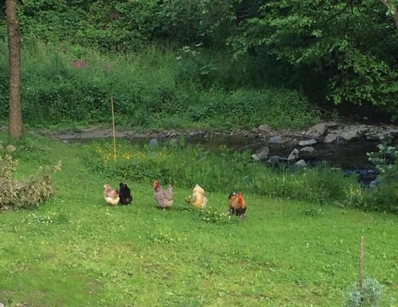 Les Sittelles de Bamboche, Saint-Symphorien-sur-Coise — photo 1