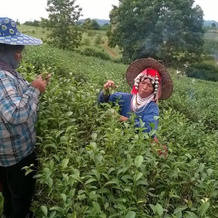 Suancha Tea Garden, Мэ Чан — фото 4