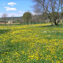 La Bastide du Capelier, 萨莱讷 — 照片 4