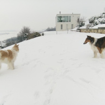 Swiss Borzoi House, 贝尔里夫 — 照片 5