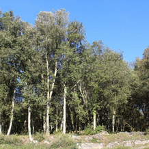 Gite La Roque-Gageac, 2 pièces, 2 personnes - FR-1-616-28, 罗克-加雅克 — 照片 5
