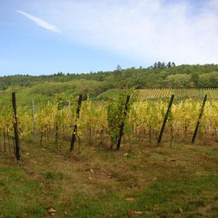 Gite Les clés des Vignes, 当巴克拉维尔 — 照片 3