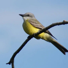 Mini Pini Birdwatching and Cenote Loft4 you Only, 拉斯乌瓦斯 — 照片 3