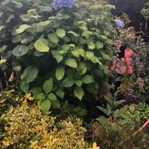 Ponderosa Cottage Lisburn Free Gated Parking M1 & City All Close By, Лисберн — фото 2