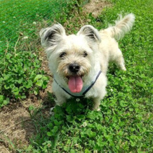 Chibikoro House, Манива — фото 3