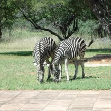 Leopardsong Game Lodge, Каллинан — фото 2