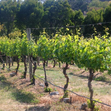 Every Man and His Dog Vineyard, Richmond — photo 5