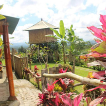 Bali Tree House Pelangi, Батурити — фото 5