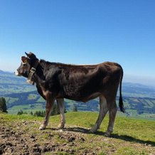 Moderne FeWo im Allgäu mit Spülmaschine, Weitnau — photo 2