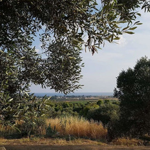 Valle degli Ulivi, 曼杜里亚 — 照片 5