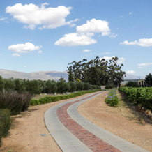Saronsberg Vineyard Cottages, 塔尔巴赫 — 照片 2