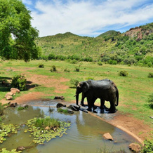 Kwa Maritane Bush Lodge Pilanesburg, Mogwase — photo 4