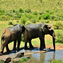 Kwa Maritane Bush Lodge Pilanesburg, Mogwase — photo 5