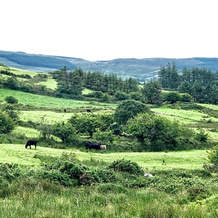 Niblick, Bantry — photo 3