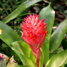 Spring Homestead, 约翰斯顿 — 照片 4
