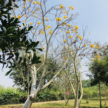 Suan Phueng Pa Wai Resort, 农潘占 — 照片 3