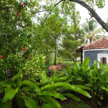 Kayal Island Retreat, Cherthala — фото 5