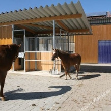 Reitanlage Hartsfeldhof, 博普芬根 — 照片 5