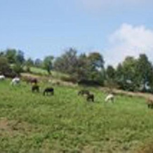Holiday Home Gumprechtsfelden, 维瑟尔堡地区 — 照片 3